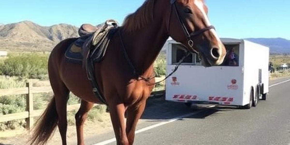 Trust and Care on the Road: A Guide to Nationwide Horse Transportation
