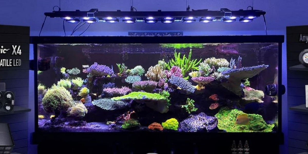 Mastering Reef Tank Care: Essential Tips and Equipment for Success