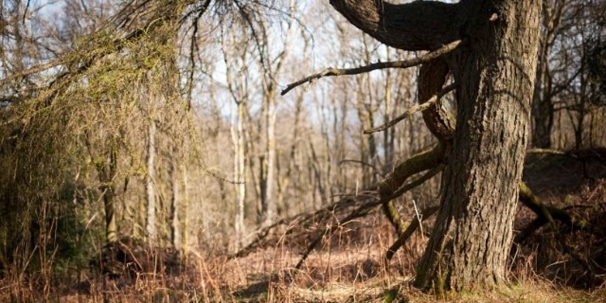 Dianabol 8R,9S,10S,13S,14S,17S-17-hydroxy-10,13