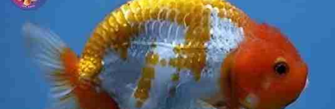 ChuChuGoldfish Cover Image